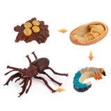 Life Cycle Manipulatives [THE FASTEST WAY TO LEARN WHAT CAME FIRST]