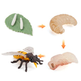 Life Cycle Manipulatives [THE FASTEST WAY TO LEARN WHAT CAME FIRST]