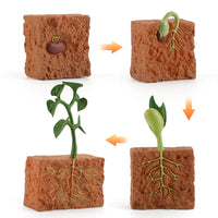 Life Cycle Manipulatives [THE FASTEST WAY TO LEARN WHAT CAME FIRST]